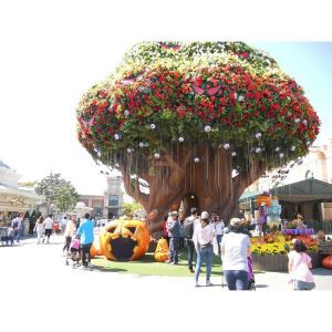 شجرة عملاقة في منتزه إيفرلندا