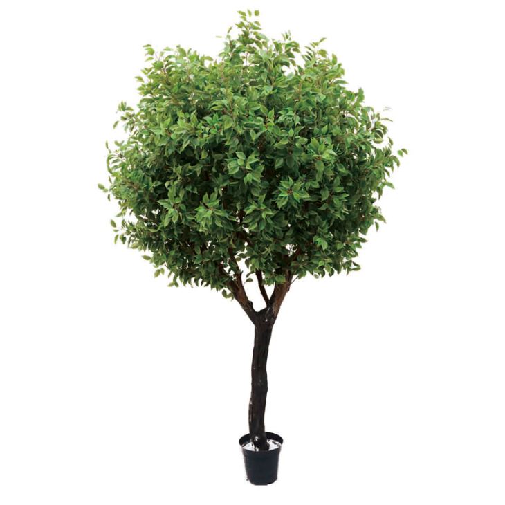 7 Foot Silk Ficus Tree